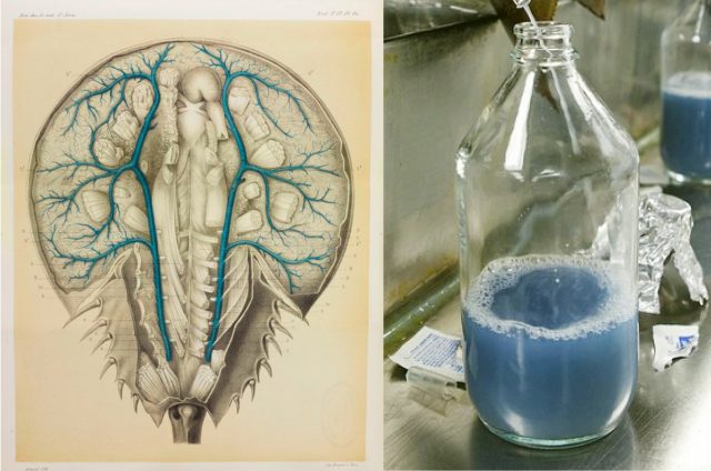 On the left, venous system of the horseshoe crab from Milne-Edwards's Recherches sur l'anatomie des Limules - American Museum of Natural History. On the right, extracted blue blood from horseshoe crabs (Mark Thiessen - National Geographic)