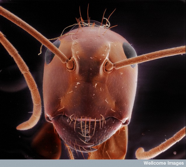 Red carpenter ant (Camponotus spp.) Wellcome Images.