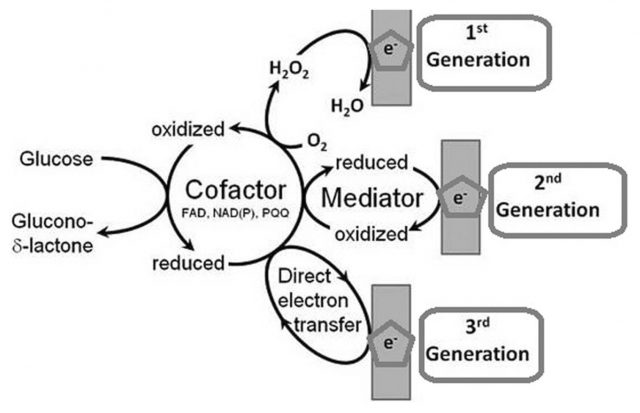 Figure 1. Schematic of three kinds of glucose biosensor. The first generation of biosensors used oxygen as an electron acceptor allowing the cofactor regeneration, which is necessary for the operation of Glucose oxidase. The second-generation glucosensor use a single molecule as a bridge to recycle the cofactor. The third generation use optimized cofactors capable of self-regeneration without intermediaries. | Credits: Murugaiyan, S. B., Ramasamy, R., Gopal, N. & Kuzhandaivelu, V. Biosensors in clinical chemistry: An overview. Adv. Biomed. Res. 3, 67 (2014)
