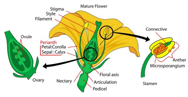 Figure 1. Schematic representation of an idealized flower of the angiosperms (Wikimedia Commons)