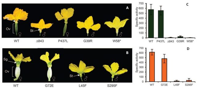 Figure 2. Flower types from cucumber (A) and melon (B) wild type (WT) and mutant plants of the ACS11 gene. Histograms show the enzymatic activity of ACS in the different mutants (C, cucumber; D, melon). Adapted from Boualem et al. 2015.