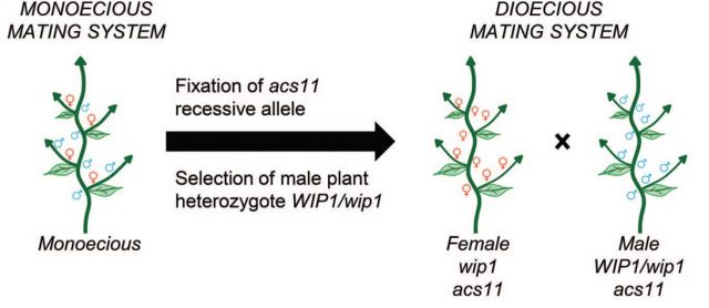 Figure 3. Engineering dioecy from monoecious melon controlling acs11 and wip1 genes segregation. Adapted from Boualem et al. 2015.