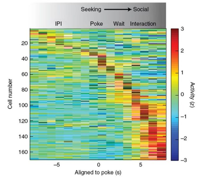 Activity of neurons in the hypothalamus before and during aggression. Each of the 169 registered neurons is depicted as an horizontal line in the left Y-axis throughout time (X-axis), aligned to the nose-poking event at time 0 to show its activity during attack and the earlier moments. Neurons are ordered vertically, depicting at bottom neurons with maximal activity during aggression. The level of activity is colour-coded in the right Y-axis (red= activation; blue=silencing). IPI=Inter Poke Interval. | Credit: Falkner et al (2016)