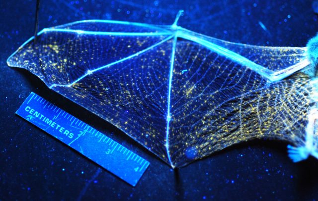 Wing from eastern pipestrelle (Pipistrellus subflavus) bat shows point of orange-yellow flouorescence when exposed to UV light. The orange-yellow glow corresponds with microscopic skin lesions caused by Pseudogymnoascus destructans.