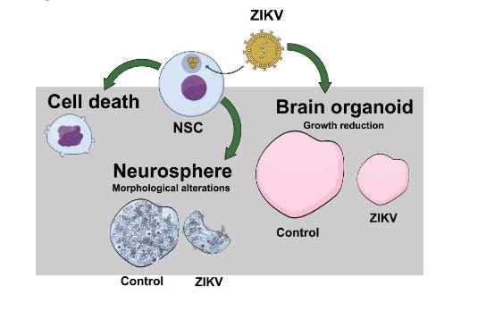Summary of the effects of Zika virus infection in human neural stem cells, formation of neurospheres and growth of brain organoids (Garcez et al., 2016)