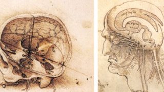 A Renaissance brain