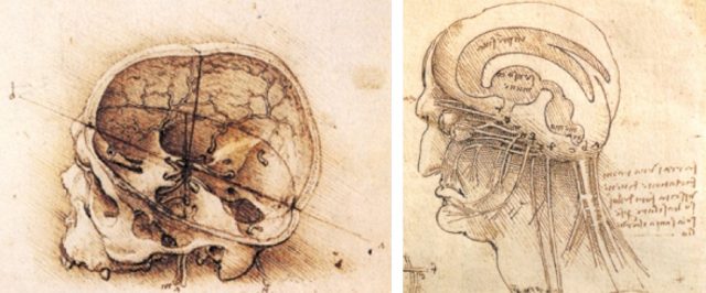 Renaissance brain