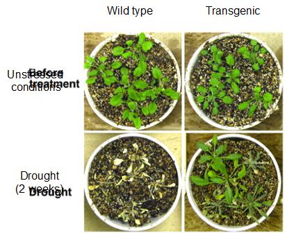 Induction of DREB expression (right), a transcription factor controlling the expression of stress-response genes, improves desiccation-tolerance in transgenic Arabidopsis thaliana. Adapted from Sakuma Y et al. (2006) Functional analysis of an Arabidopsis transcription factor, DREB2A, involved in drought-responsive gene expression. The Plant Cell.