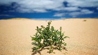 Resurrection plants: surviving in lifeless environments