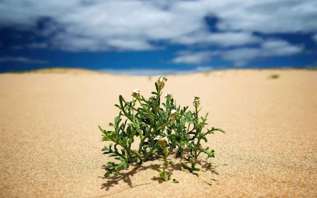 Resurrection Plants