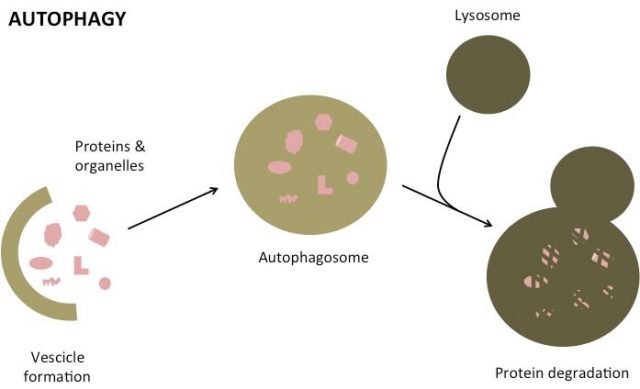 Schematic diagram of the steps of autophagy. Autophagy begins with the formation of a vescicle that engulf bulk cytoplasm including proteins and entire organelles. The vescicle (autophagosome) then fuses with a lysosome and the sequestered material is degraded and recycled.