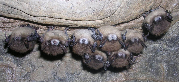 Hibernating bats exhibiting white-nose syndrome on their muzzles.