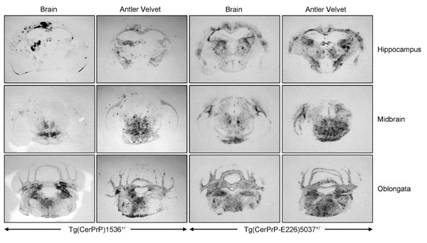 Distribution of PrPSc (disease-associated form of prion protein) in brains of diseased mice inoculated with 01-0306 brain or antler velvet material. Tg, transgenic (Center for Disease Control and Prevention).