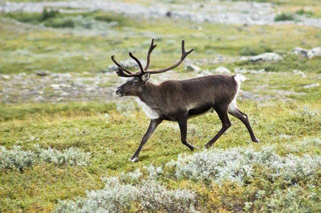 Strolling reindeer (Wikipedia)