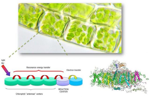 Light micrograph of chloroplasts (top) composed by light-harvesting antenna systems (bottom left) in which pigments are well arranged into protein matrix (right bottom). 