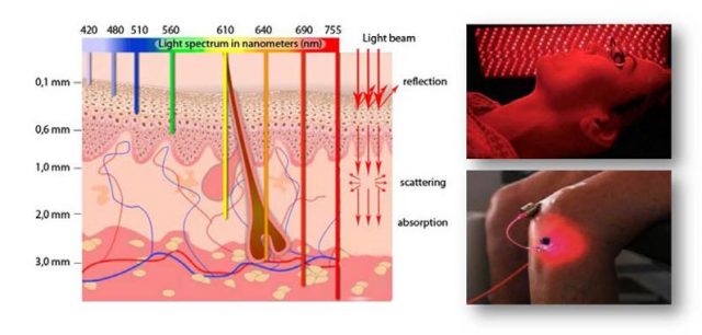 Figure 7. The propagation of light of different wavelengths in the tissues. The deep penetration of red-edge light makes it suitable to be applied in photodynamic therapy .