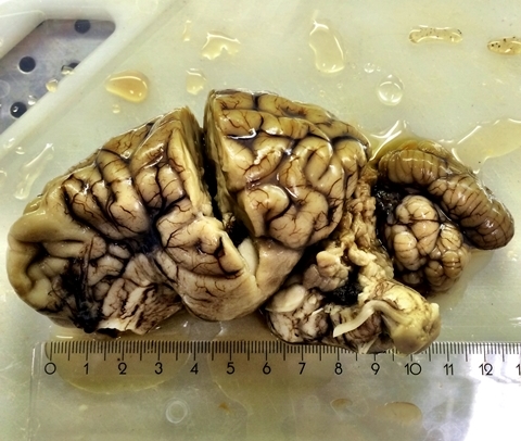 The brain from the CWD-infected reindeer. (Photo: Sylvie Lafond Benestad, Norwegian Veterinary Institute. Chronic Wasting Disease Alliance)
