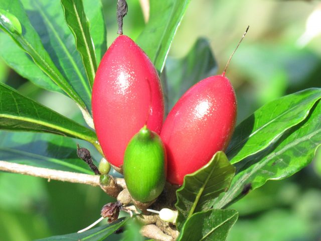 Miracle berries from Richadella dulcifica plant. Credit: SITS Girls (Flickr)