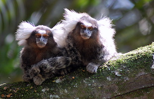 SAGUI-DE-TUFOS-BRANCOS