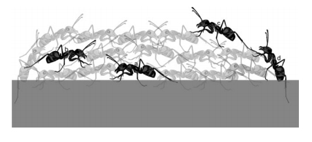Schematic representation of an ant raft. Labeled workers depict base (a), middle (b), top (c) and side (d) positions.