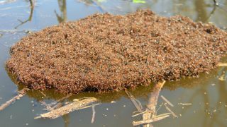 Rafting ants