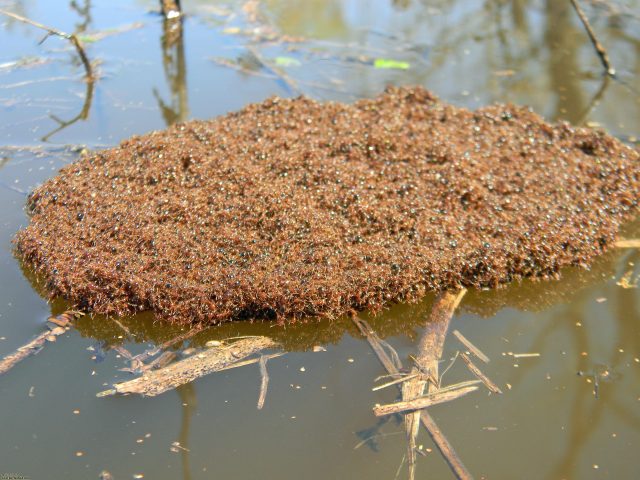 Massive raft formed by fire ants.