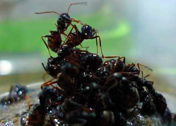 The floodplain-dwelling ants, Formica selysi, building a raft. Image credit: Purcell J et al