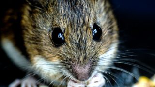 Dirty mice are the next revolution in immunology research