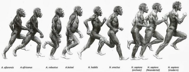 Høj eksponering Ringlet kulhydrat The ape who learned to run: Were we born for endurance races? - Mapping  Ignorance