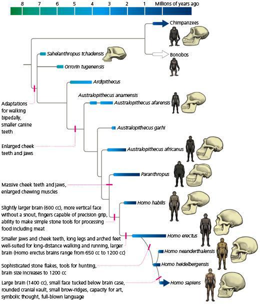 Høj eksponering Ringlet kulhydrat The ape who learned to run: Were we born for endurance races? - Mapping  Ignorance