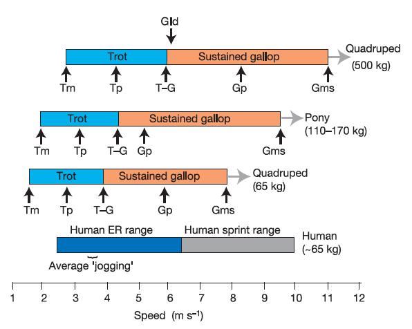 Figure 2: Comparative ER performance in humans and quadrupeds. Range of speeds for human: ER and sprinting. Range of speeds for quadrupeds of 65 and 500 kg: minimum trot (Tm), preferred trot (Tp), trot– gallop transition (T–G), preferred gallop (Gp), and maximum sustained gallop 10-15 min (Gms). Also indicated is Gld, the optimal long distance (,20 km), daytime galloping speed for horses. Note that quadrupeds sprint at speeds above Gms.