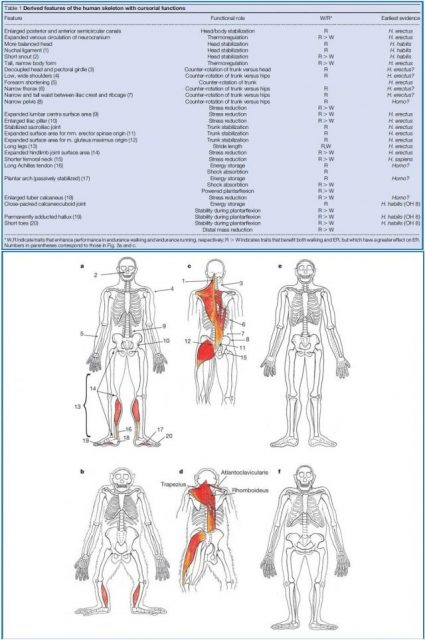Figure 3. Upper panel, musculoskeletal adaptations for running in humans. Lower panel: Anatomical comparisons of human, chimpanzee, H. erectus and A. afarensis. a, c, Anterior and posterior views of human, enumerating features related to endurance running listed in the upper panel. d, Anterior and posterior views of a chimpanzee. Labelled muscles connect the head and neck to the pectoral girdle and are reduced or absent in humans. e, Reconstruction of H. erectus. f, reconstruction of A. afarensis.