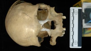 Evolution: A Palaeolithic back migration to Africa