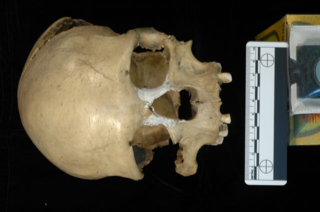 Figure 1. The female skull from the Pestera Muierii cave (Romania). It is a 35,000 year old Homo sapiens, whose complete mitogenome has been retrieved. (Image courtesy: E. Trinkaus and A. Soficaru)