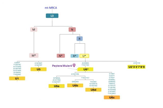 Figure 2. Phylogenetic tree for lineages (mitochondrial haplogroups) derived from the african L3 haplogroup. The Pestera Muierii (PM1) mitogenome (U6*) is included in the U mitochondrial lineage. (mt-MRCA: Most Recent Common Ancestor of the mitochondrial tree)