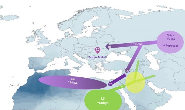 Figure 3. One of the last Homo sapiens populations dispersal out of Africa carrying L3 mitochondrial lineage (green colour). The PM1 lineage could be an offshoot to South-East Europe of the Early Upper Paleolithic migration that lead U6 from Western Asia to Africa during which it diversified until the emergence of the present-day U6 African lineages. Western Asia location for origin of U mitochondrial lineage (purple colour). 