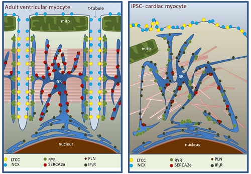 Fig 2. Ultrastructural differences between a ventricular cardiomyocyte and an iPSC-derived one. The lack of a well-defined T-tubule network raises questions as to whether these cells are suitable for therapeutical intervention. Image taken from Christopher Kane et al (3)