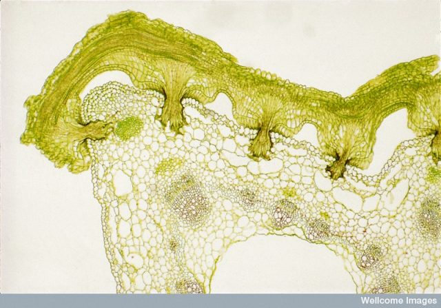 Dodder haustoria penetrating host stem. Credit: Spike Walker. Wellcome Images images@wellcome.ac.uk http://wellcomeimages.org Light micrograph of a transverse section through dodder (Cuscuta sp) and its host stem, showing haustoria penetrating the host tissues. The section was stained with safranin and fast green. The safranin has stained the lignin in the xylem a reddish colour. Dodder has colourless twining stems and short-lived roots. It can seriously reduce the yield of crop plants. light microscopy 2003 Published: - Copyrighted work available under Creative Commons by-nc-nd 4.0, see http://wellcomeimages.org/indexplus/page/Prices.html