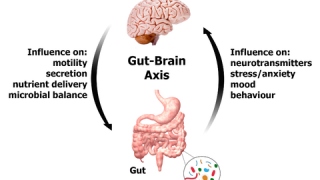 Is GABA a link between gut and brain?
