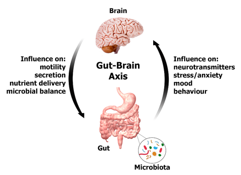 Gut-Brain_Axis_large