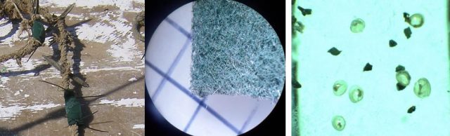 Empty collector rope with scouring pads prior to deployment in the sea (left). Scouring pads with settled mussel larvae (center). Mussel larvae detached form the scouring pads in the microscope (right).