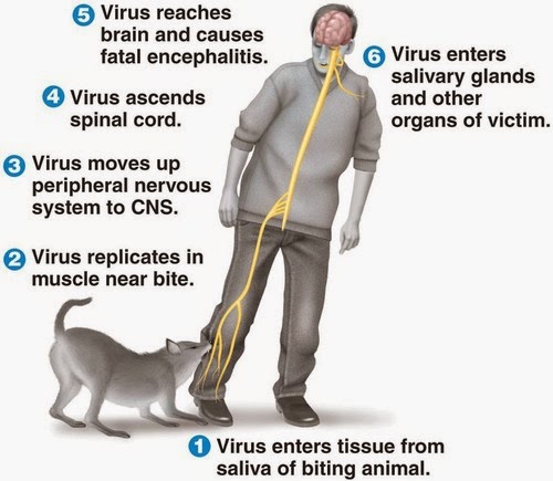 symptoms of rabies in dogs and humans