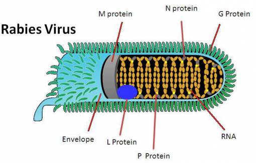 rabies virus