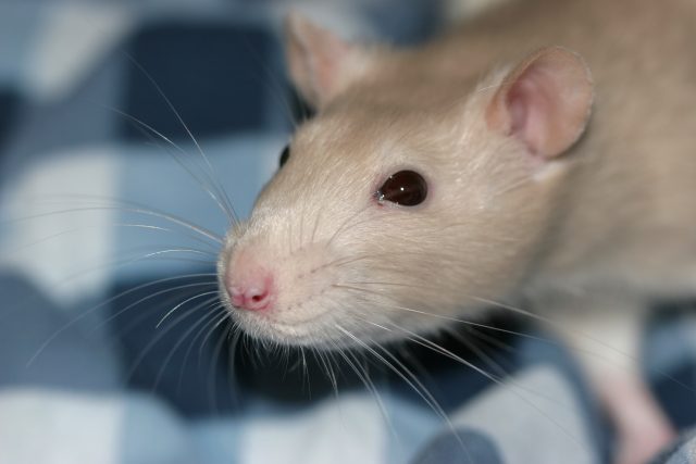 rat_whiskers_2