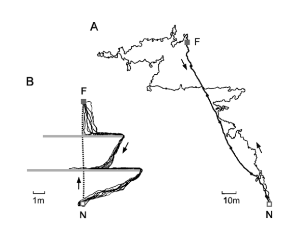 Path integration in Cataglyphis fortis.. A An ant’s tortuous outward (foraging) and straight homeward path recorded in a featureless salt pan.B Straight outward paths indicated by the dotted line and multi-leg homeward paths caused by experimental barriers (grey bars) F: feeding site. N: nest. From Wehner (2003)