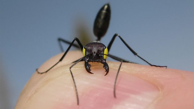 «Blindfolded» Cataglyphis ant. From Boddy (2016)