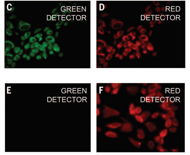 (C and D) Confocal fluorescence images of 3T3 stem cells stained with Au-pXs and PKH-26 and (E and F) only PKH-26 for direct comparison