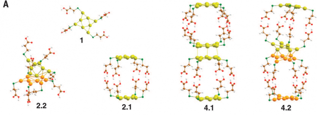 gold nanoparticles (fig. S1) with 11-mercaptoundecanoic acid (MUA) ligands that bond to the gold atoms through their thiol end group while exposing their carboxylic functionality