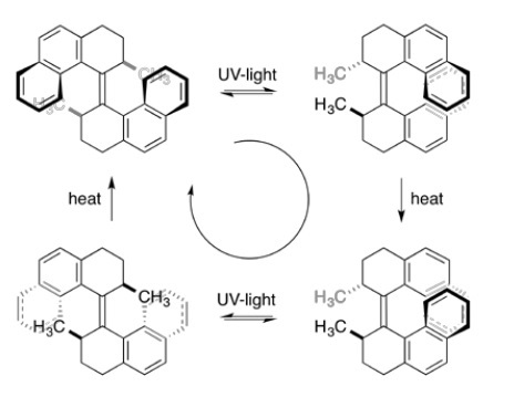 Figure 3. 360 degrees unidirectional rotation of Feringa’s molecular motor Credit: Olof Ramström. The Royal Swedish Academy of Sciences (2016)