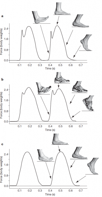 Figure 4: Vertical ground reaction forces and foot kinematics for three foot strikes in the same runner. a, RFS during barefoot heel–toe running; b, RFS during shod heel–toe running; c, FFS during barefoot toe–heel–toe running. Both RFS gaits generate an impact transient, but shoes slow the transient’s rate of loading and lower its magnitude. FFS generates no impact transient even in the barefoot condition. Source: Lieberman, D. E. et al. Foot strike patterns and collision forces in habitually barefoot versus shod runners. Nature 463, 531–535 (2010).